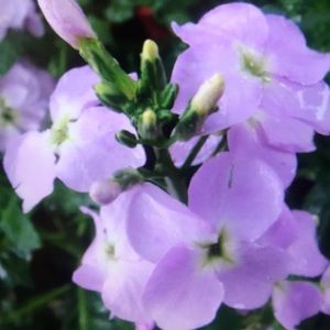 Meet your Posher, Ricardo